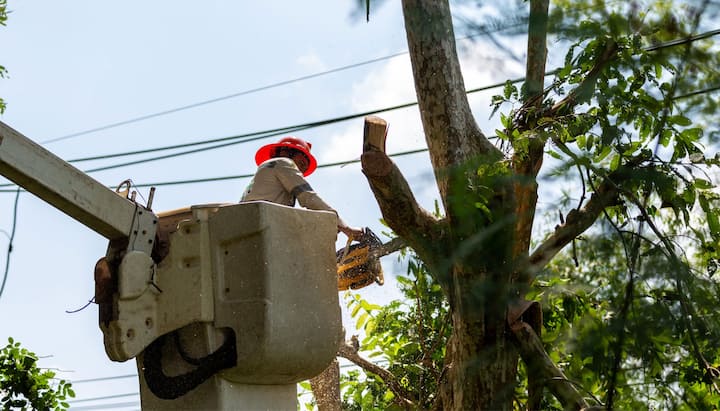 Tree care and maintenance services in Myrtle Beach