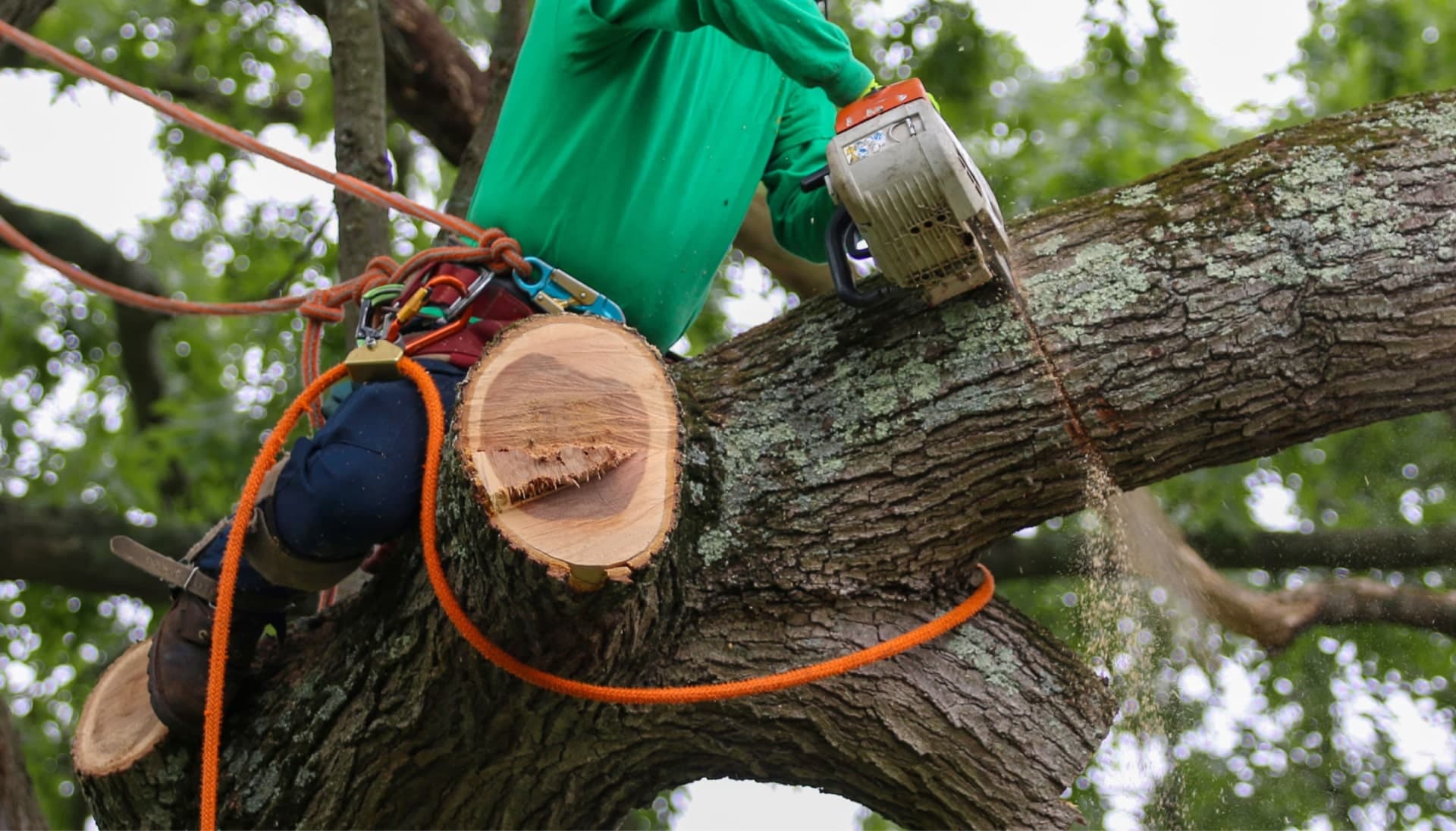 Shed your worries away with best tree removal in Myrtle Beach