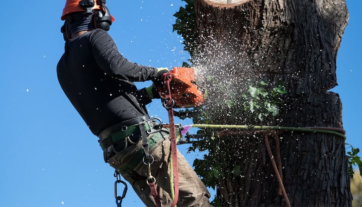 Professional Tree removal solutions in Myrtle Beach