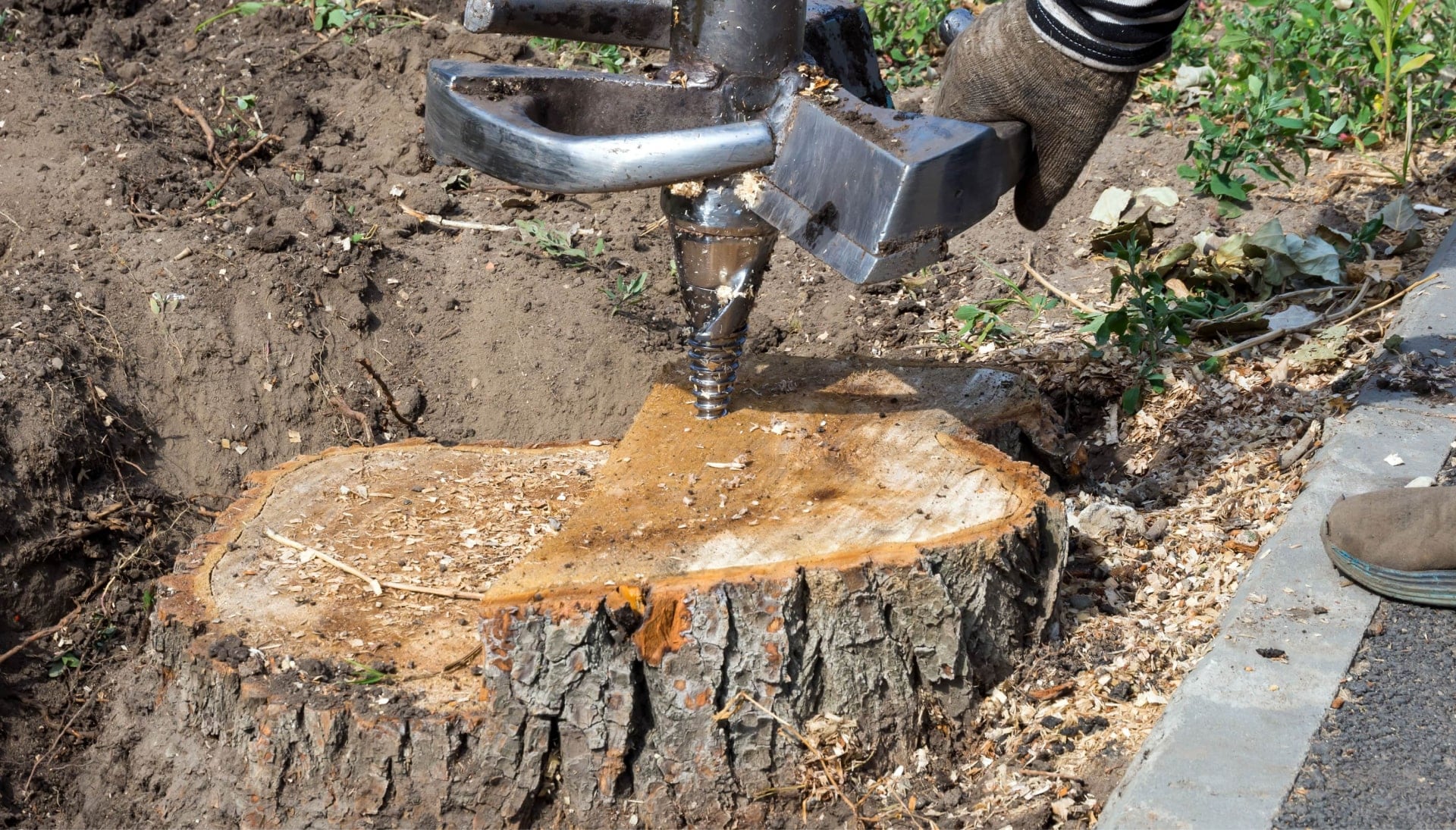 Myrtle Beach Tree stump removal